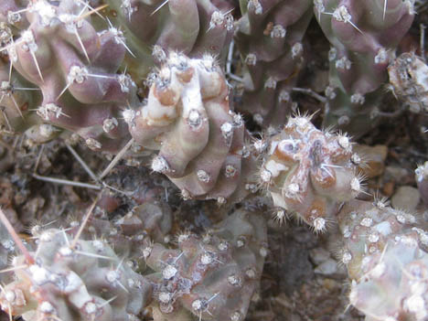 Opuntia aggeria