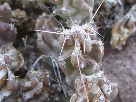 Opuntia aggeria