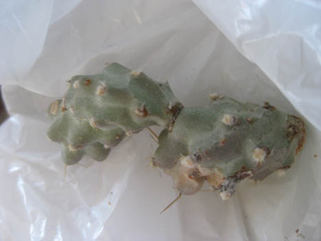 Opuntia aggeria