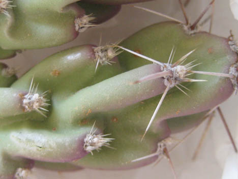 Opuntia aggeria