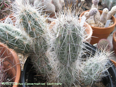 Opuntia bradtiana