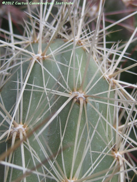 Opuntia bradtiana