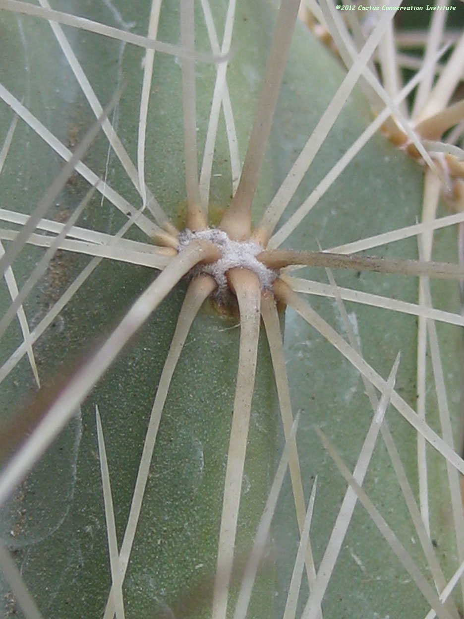 Opuntia bradtiana
