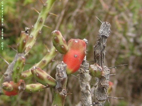 Opuntia leptocaulis
