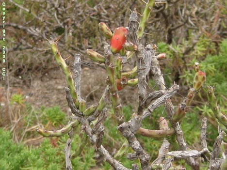 Opuntia leptocaulis