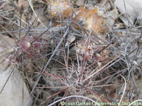 Opuntia schottii