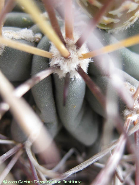 Sclerocactus uncinatus