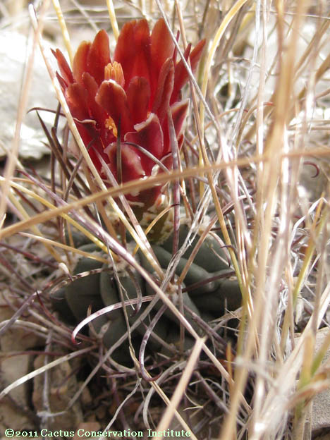 Sclerocactus uncinatus
