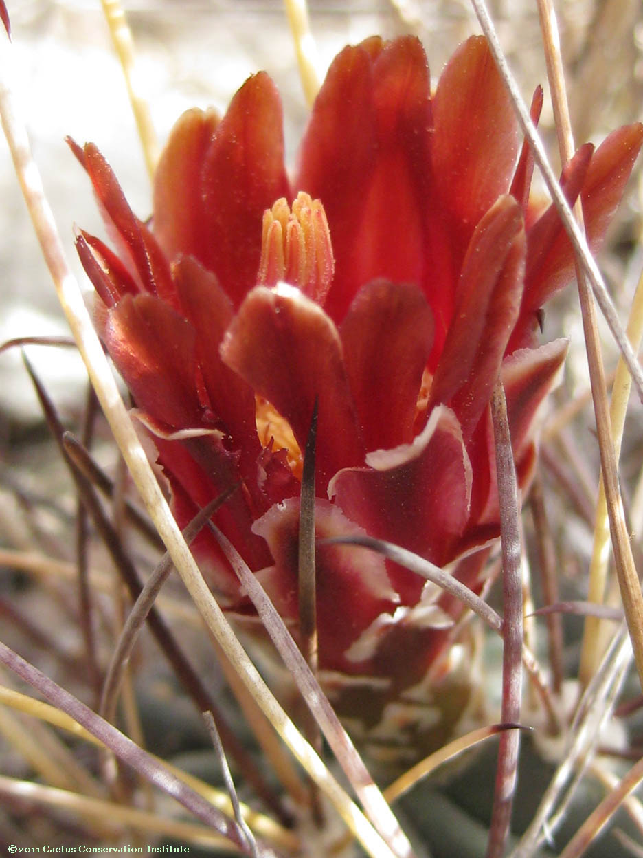 Sclerocactus uncinatus