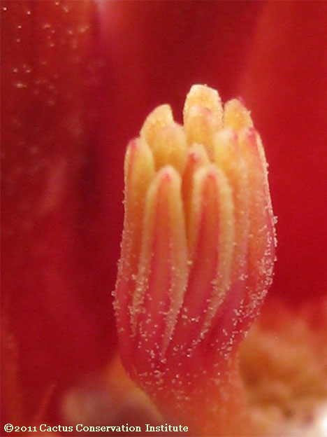 Sclerocactus uncinatus