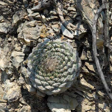 Strombocactus disciformis