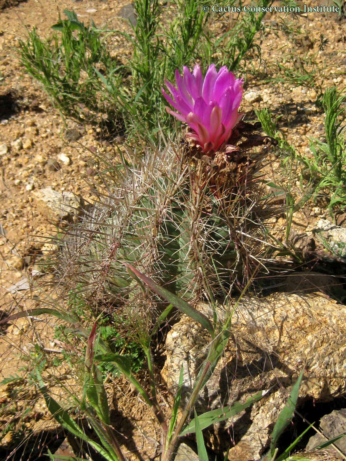 Thelocactus bicolor