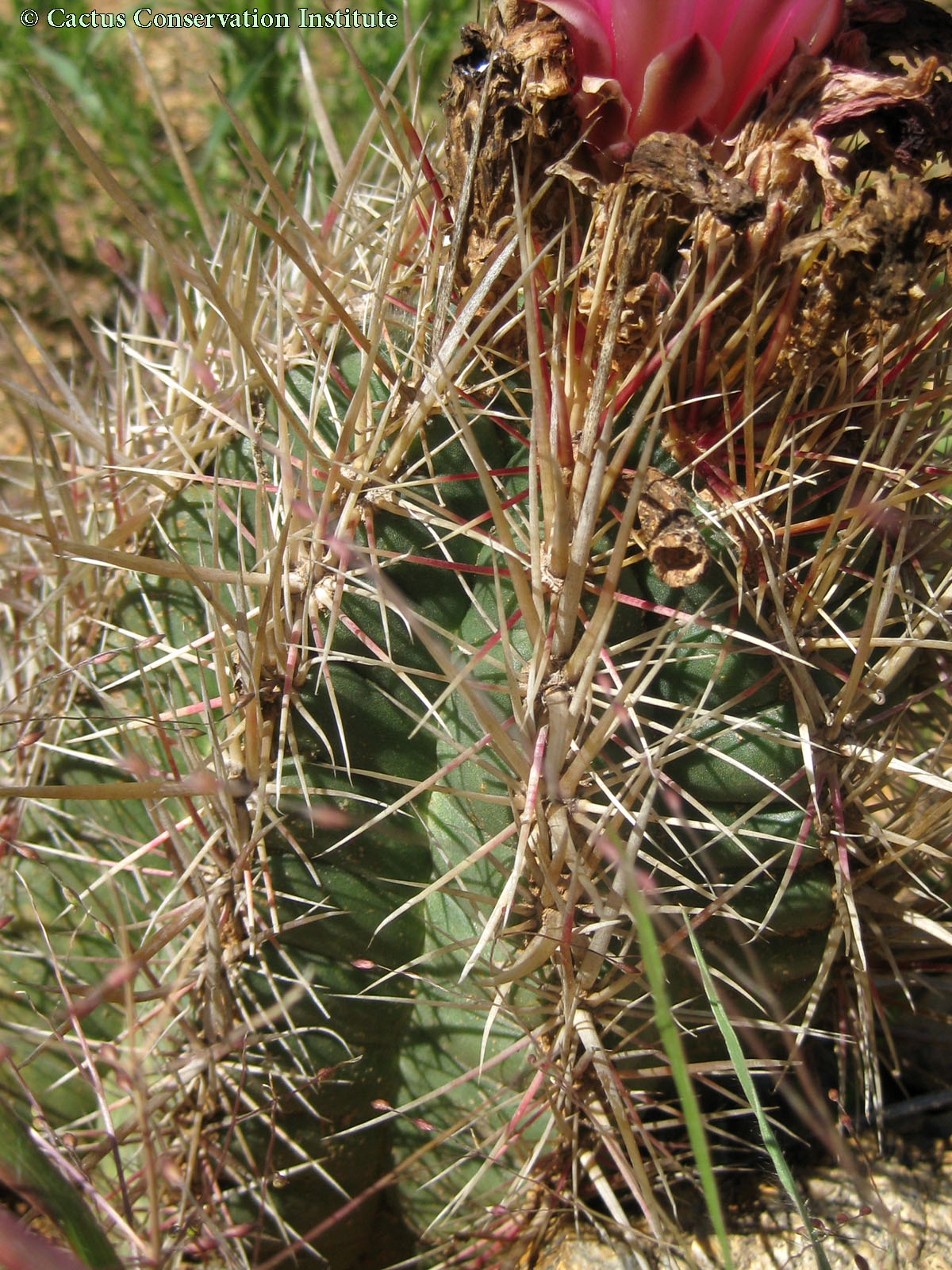 Thelocactus bicolor
