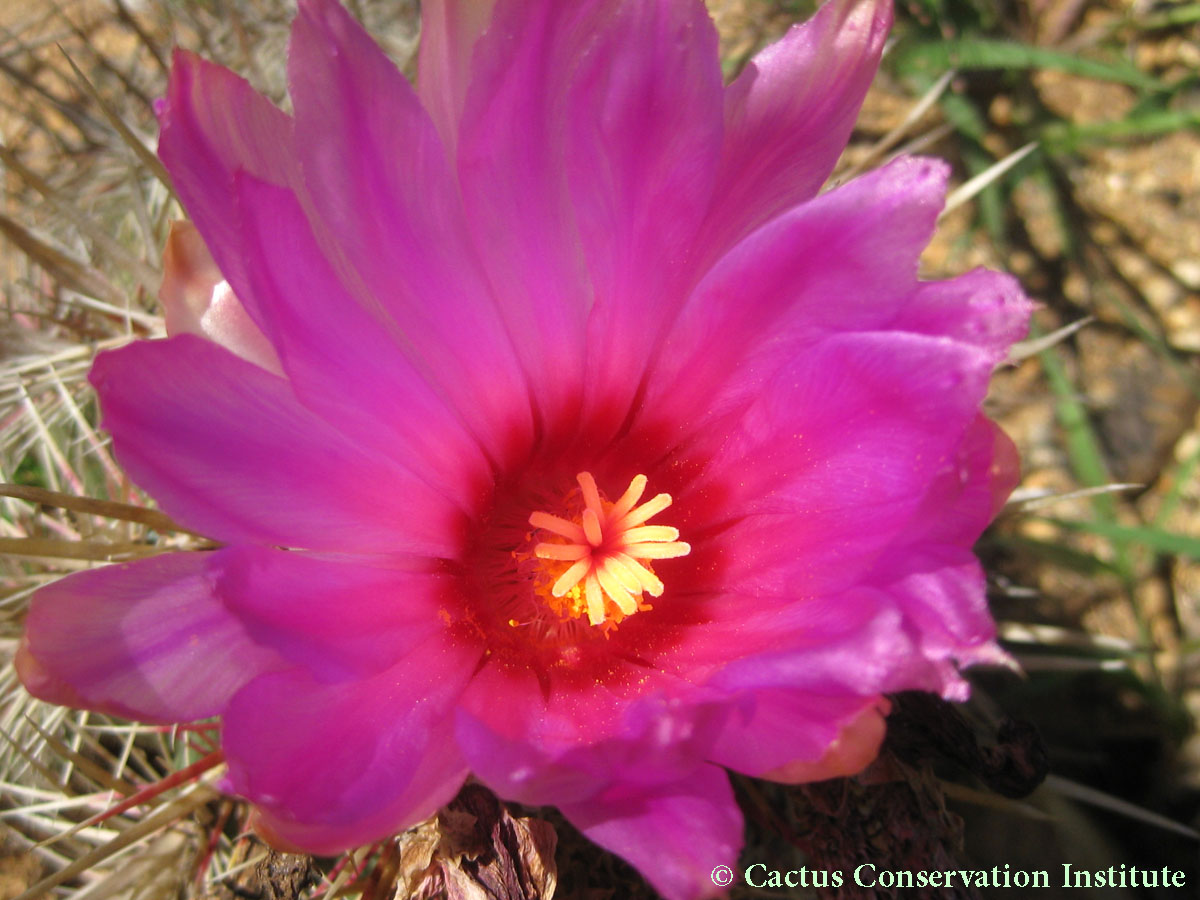 Thelocactus bicolor