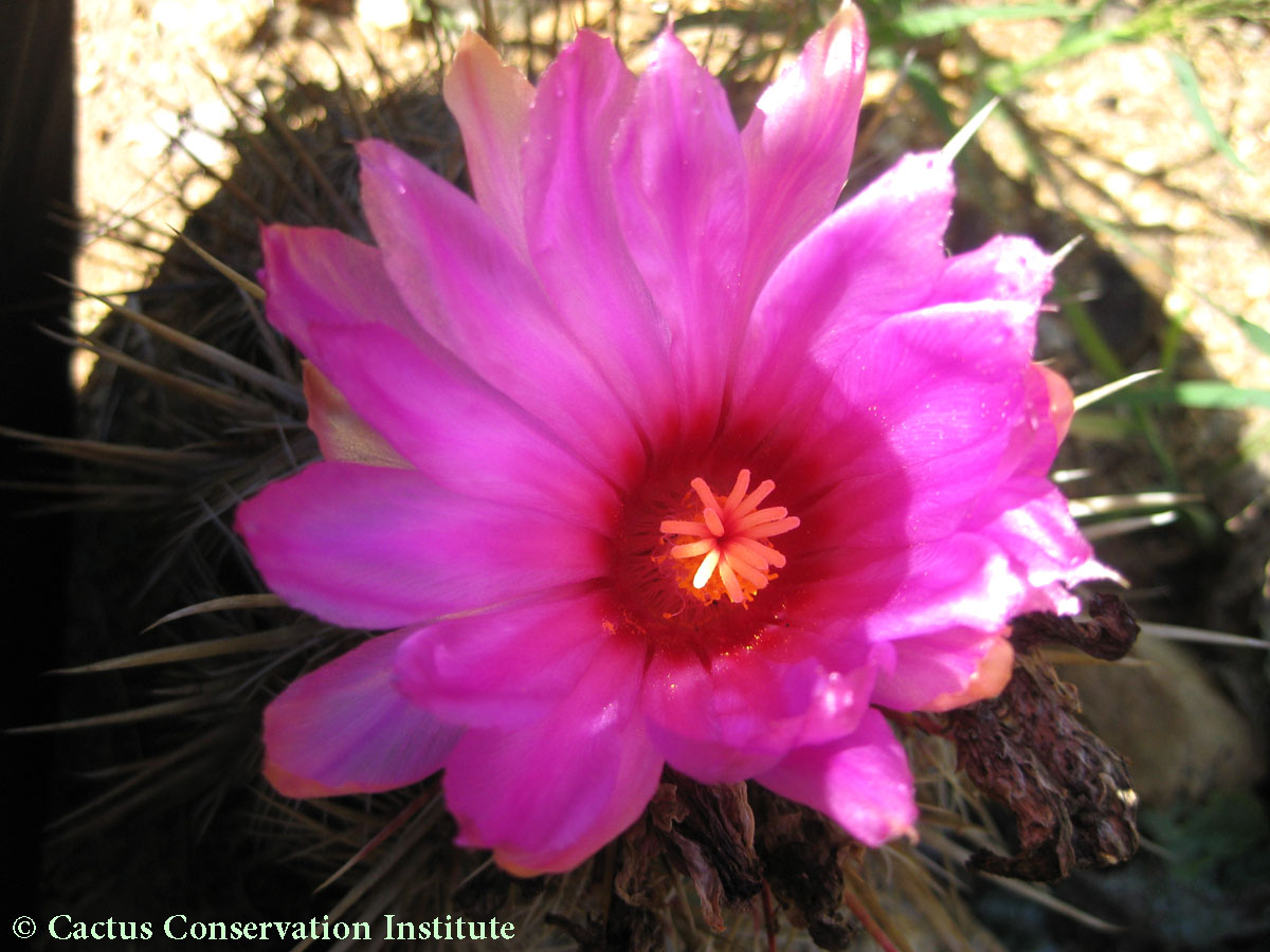 Thelocactus bicolor