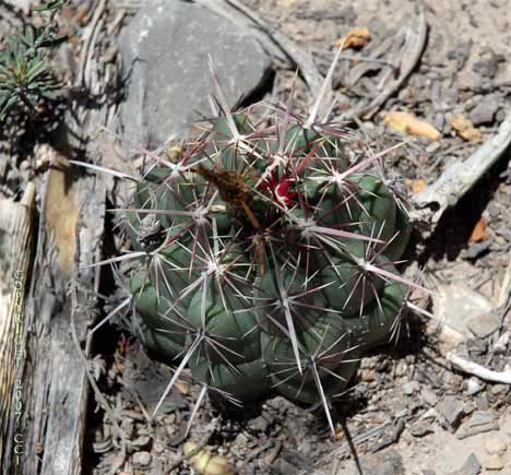 Thelocactus bicolor