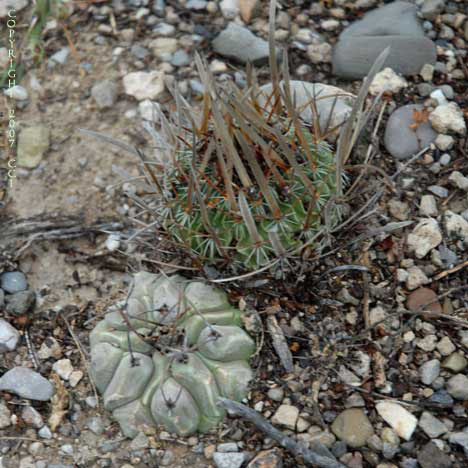 Thelocactus with Stenocactus