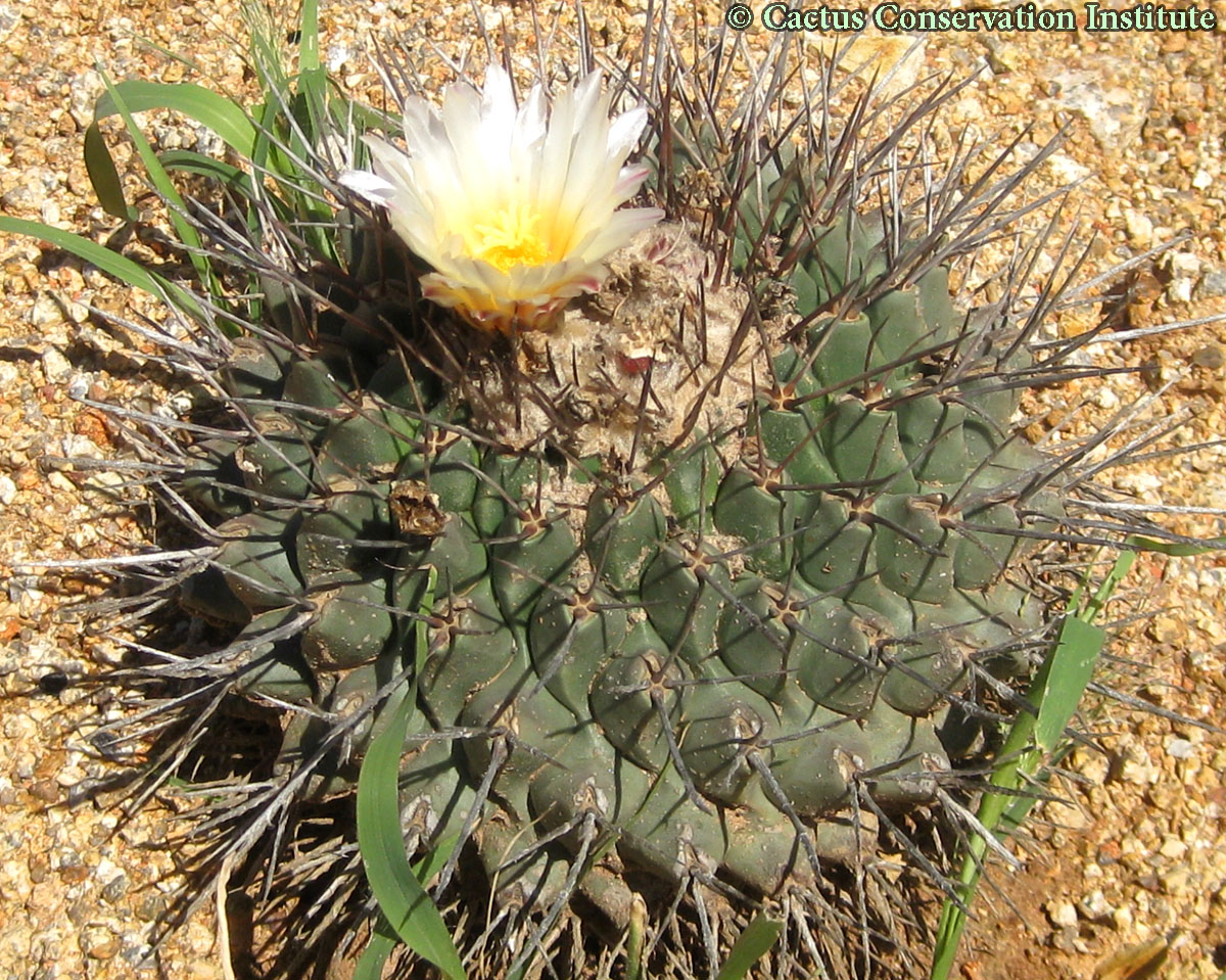 Thelocactus rinconensis