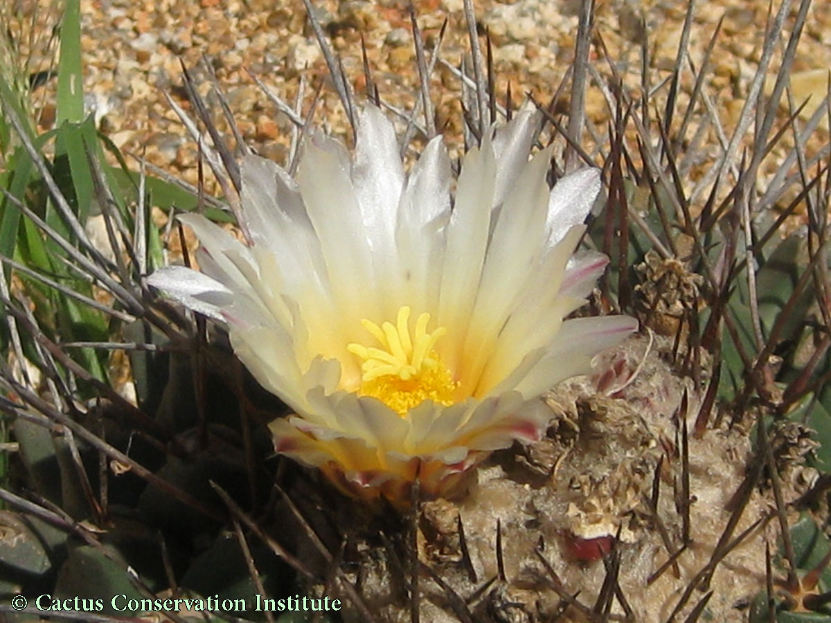 Thelocactus rinconensis