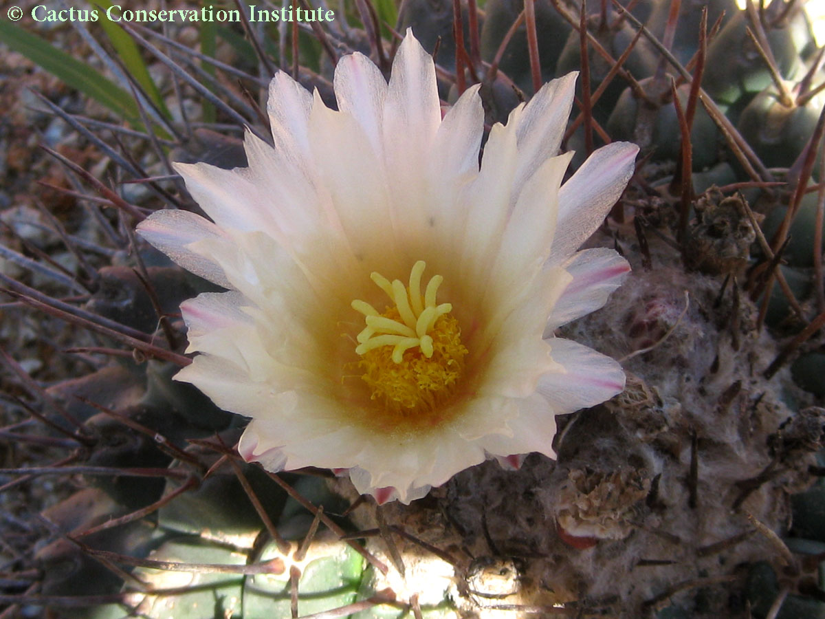Thelocactus rinconensis