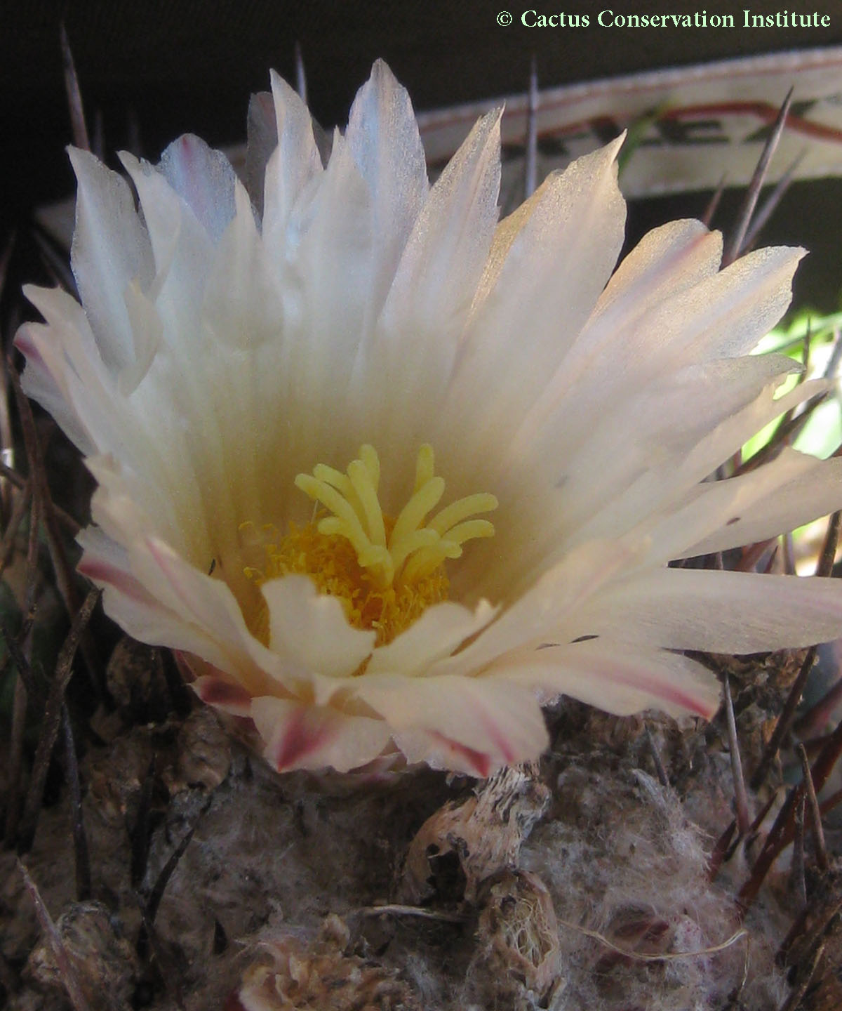 Thelocactus rinconensis