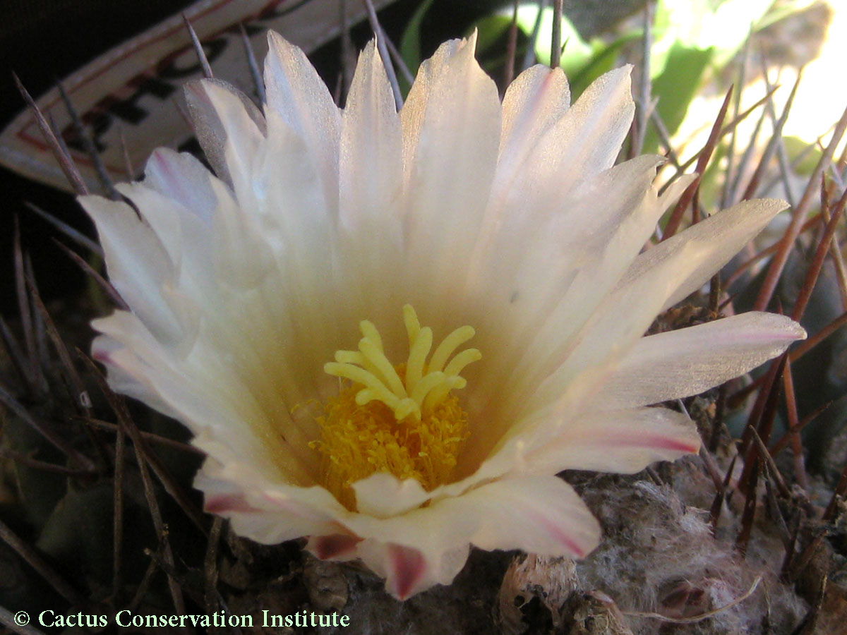 Thelocactus rinconensis
