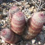 Echinocereus dasyacanthus