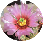 Echinocereus reichenbachii/fitchii albertii