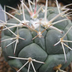 Coryphantha poselgeriana