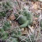 Coryphantha runyonii