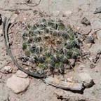 Coryphantha species