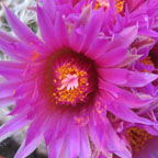 vivipara neomexicana