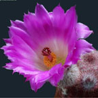 Echinocereus pectinatus