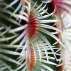 Echinocereus rigidissimus