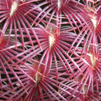 Echinocereus rigidissima rubispinus