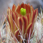Echinocereus viridiflorus