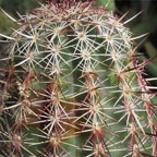 Echinocereus viridiflorus cylindricus