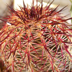 Escobaria vivipara radians