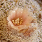 Epithelantha micromeris
