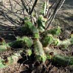Echinocereus cinerascens ssp. tulensis