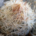 Escobaria sneedii leeii