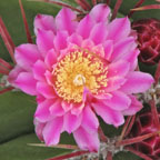 Ferocactus haematacanthus