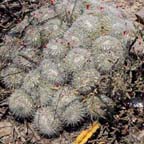 Mammillaria compressa