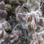 Opuntia aggeria