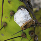 atrispina