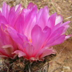 Thelocactus bicolor