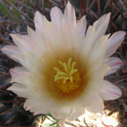 Thelocactus rinconensis