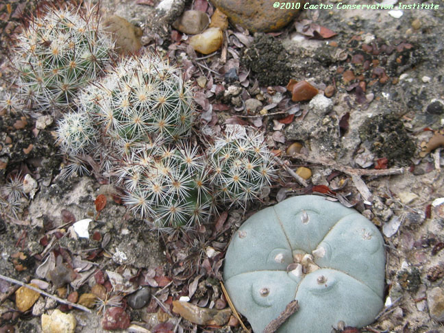 Coryphantha robertii