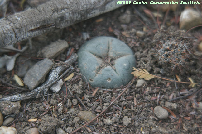 Coryphantha robertii