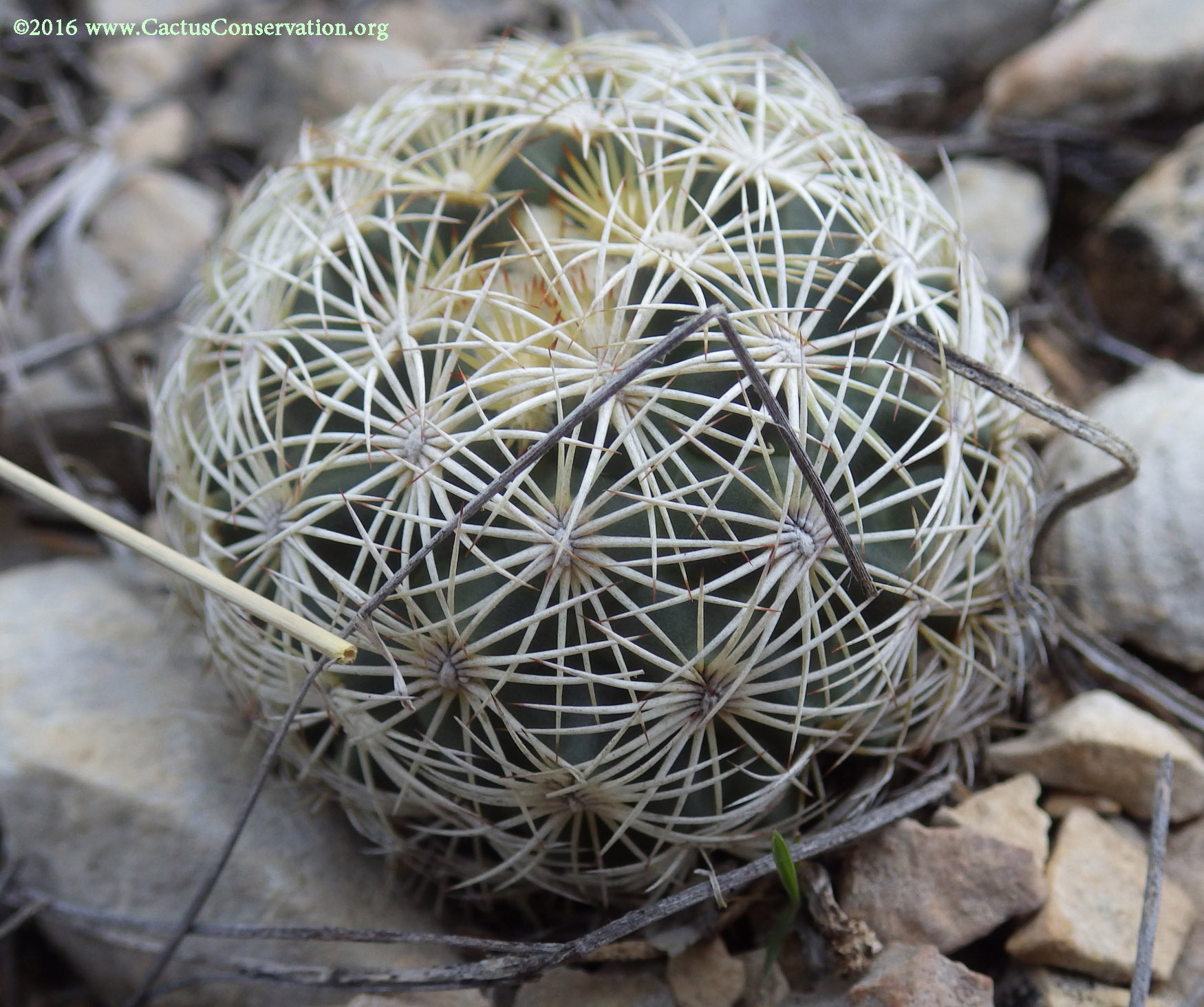 Coryphantha echinus